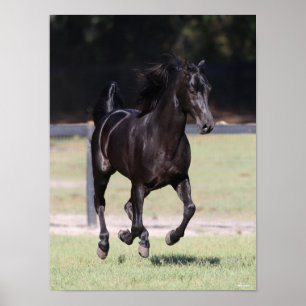 Bob Langrish Zwarte Tennessee Walker aan het wer Poster