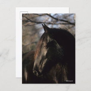 Bob Langrish   Zwarte Tennessee Walker Headshot Briefkaart