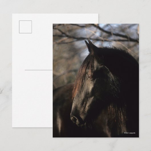 Bob Langrish | Zwarte Tennessee Walker Headshot Briefkaart (Voorkant / Achterkant)