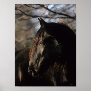 Bob Langrish   Zwarte Tennessee Walker Headshot Poster