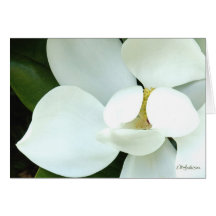 Bobby's Magnolia II