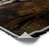 Bobcat_11x11 Poster (Hoek)