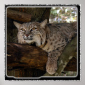 Bobcat_11x11 Poster (Voorkant)