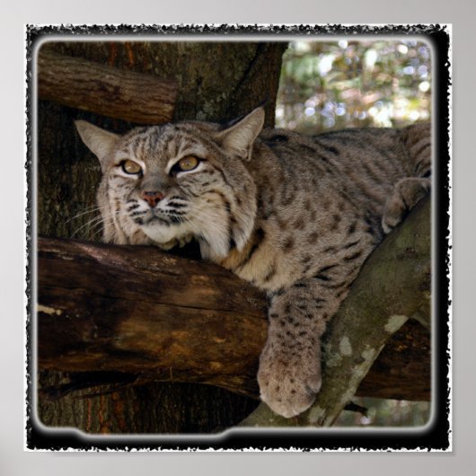 Bobcat_11x11 Poster (Voorkant)