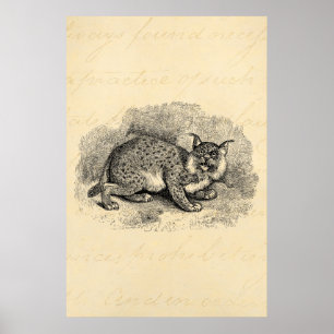  Bobcat 1800s Bob Cat Lynx Illustration Poster
