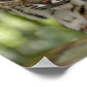 Bobcat 2_11x11 poster (Hoek)