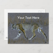 Bobcat Briefkaart (Voorkant / Achterkant)