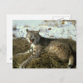 Bobcat-Briefkaart Briefkaart (Voorkant / Achterkant)