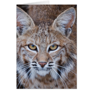 Bobcat Face