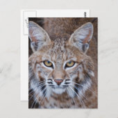 Bobcat Face Briefkaart (Voorkant / Achterkant)
