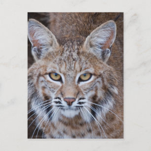 Bobcat Face Briefkaart
