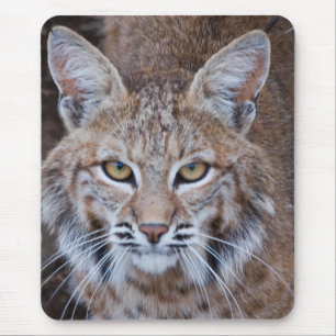 Bobcat Face Muismat
