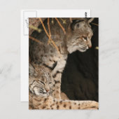 Bobcat Foto's Briefkaart (Voorkant / Achterkant)