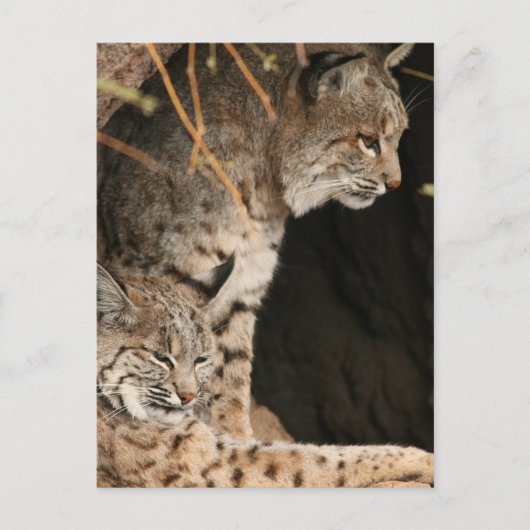 Bobcat Foto's Briefkaart (Voorkant)