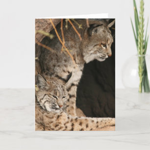 Bobcat Foto's Greetign Kaart