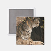 Bobcat foto's vierkante magneet (Voorkant / Achterkant)