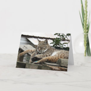 Bobcat Friends Birthday Kaart