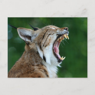 Bobcat Gieuwende Ansichtkaart Briefkaart