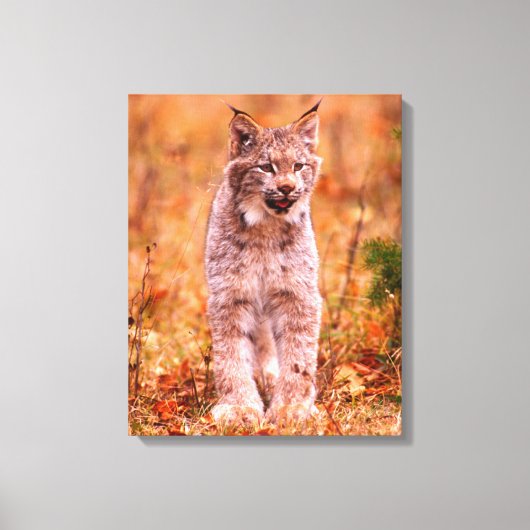 Bobcat Hunting | Autumn Forest Canvas Afdruk (Voorkant)