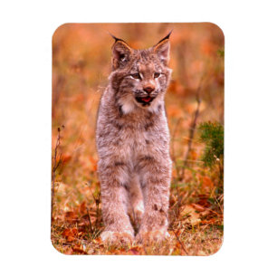 Bobcat Hunting   Autumn Forest Magneet