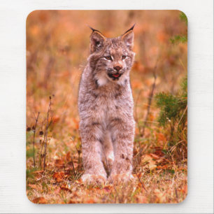 Bobcat Hunting Autumn Forest Muismat