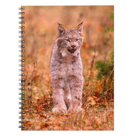 Bobcat Hunting | Autumn Forest Notitieboek (Voorkant)