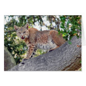 Bobcat in boom (Voorkant Horizontaal)