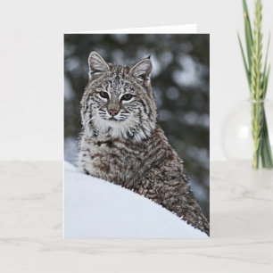 Bobcat in de Sneeuw Kaart