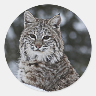 Bobcat in de sneeuw ronde sticker