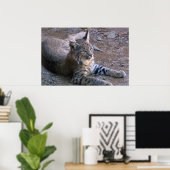 Bobcat in Sonoran-woestijn Poster (Thuiskantoor)