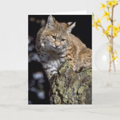 Bobcat Kaart (Gele Bloem)