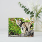 Bobcat Kitten Briefkaart (Staand voorkant)