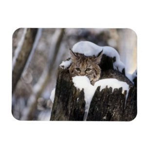Bobcat Kitten Magnet Magneet