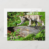 Bobcat Kitten op de Prowl Briefkaart (Voorkant / Achterkant)