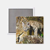 Bobcat Kitten op de rotsen Magneet (Voorkant / Achterkant)