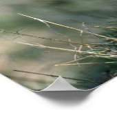 Bobcat-kitten Poster (Hoek)