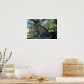 Bobcat-kitten Poster (Keuken)