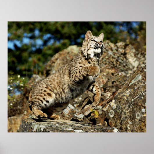 Bobcat - Klaar om te springen Poster (Voorkant)