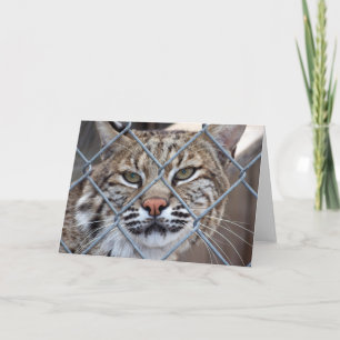 Bobcat Lynx Wild Cat Wenskaart Kaart