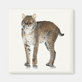 Bobcat magneet (Voorkant)