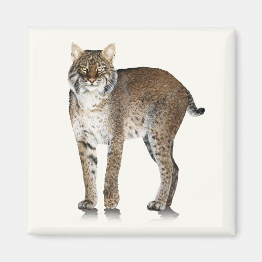 Bobcat magneet (Voorkant)