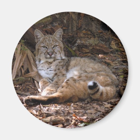 Bobcat magneten (Voorkant)