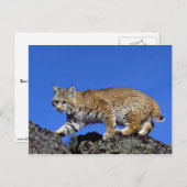 Bobcat met skyline briefkaart (Voorkant / Achterkant)