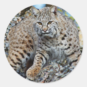 Bobcat op de rotsen ronde sticker
