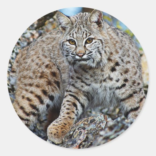 Bobcat op de rotsen ronde sticker (Voorkant)