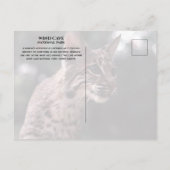 Bobcat op het Nationaal Park van de Wind Cave, Sou Briefkaart (Achterkant)