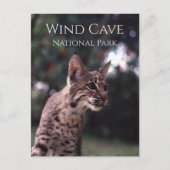 Bobcat op het Nationaal Park van de Wind Cave, Sou Briefkaart (Voorkant)