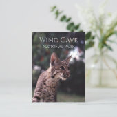 Bobcat op het Nationaal Park van de Wind Cave, Sou Briefkaart (Staand voorkant)