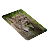 Bobcat Portrait Magneet (Rechterzijde)