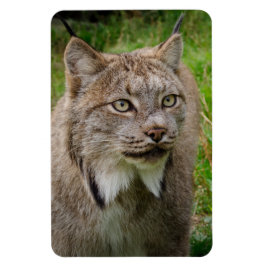 Bobcat Portrait Magneet